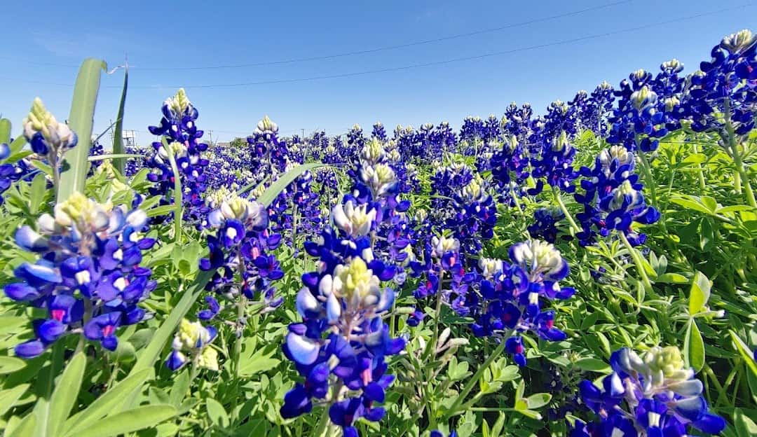 Royse City area photo