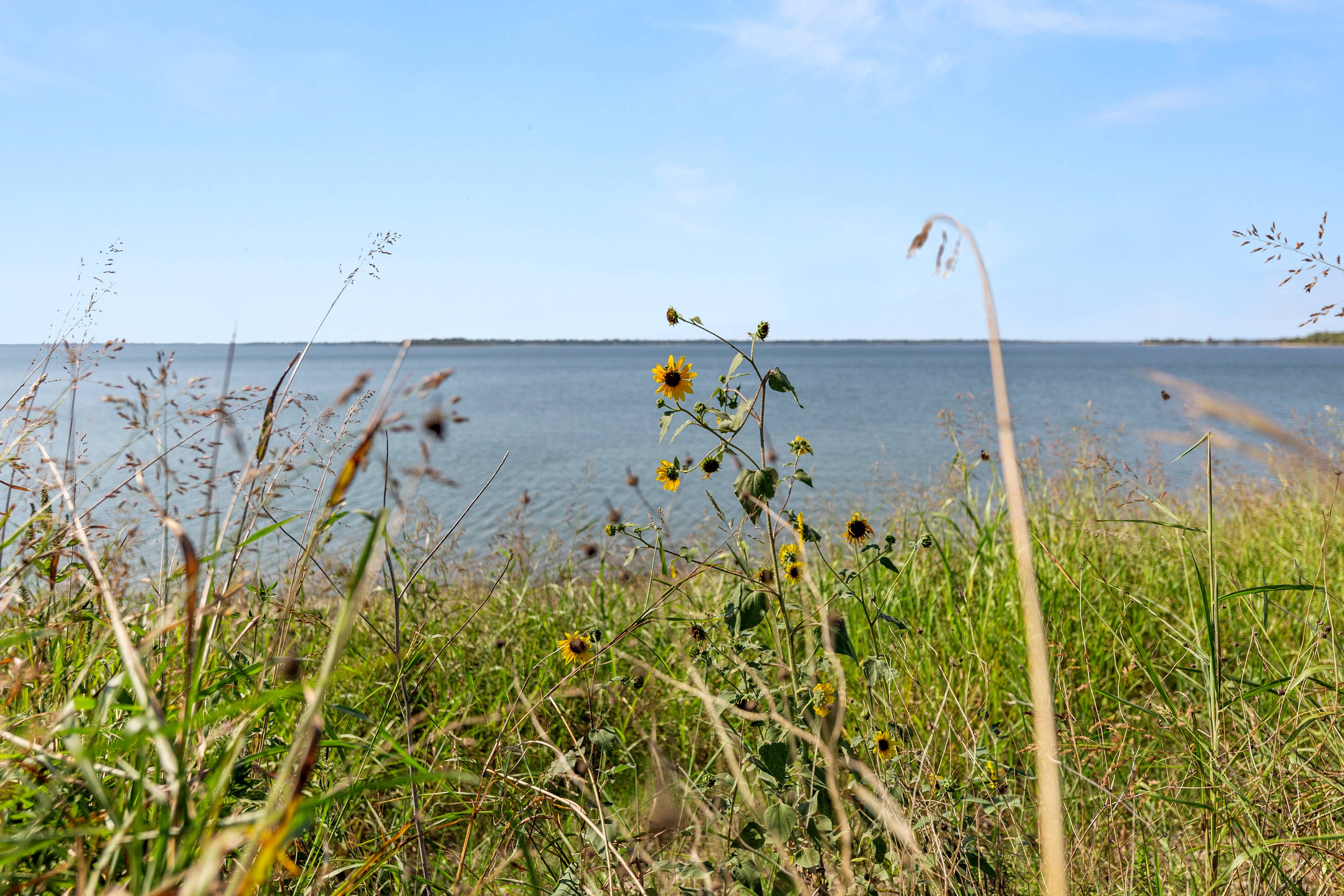 Lake Breeze photo