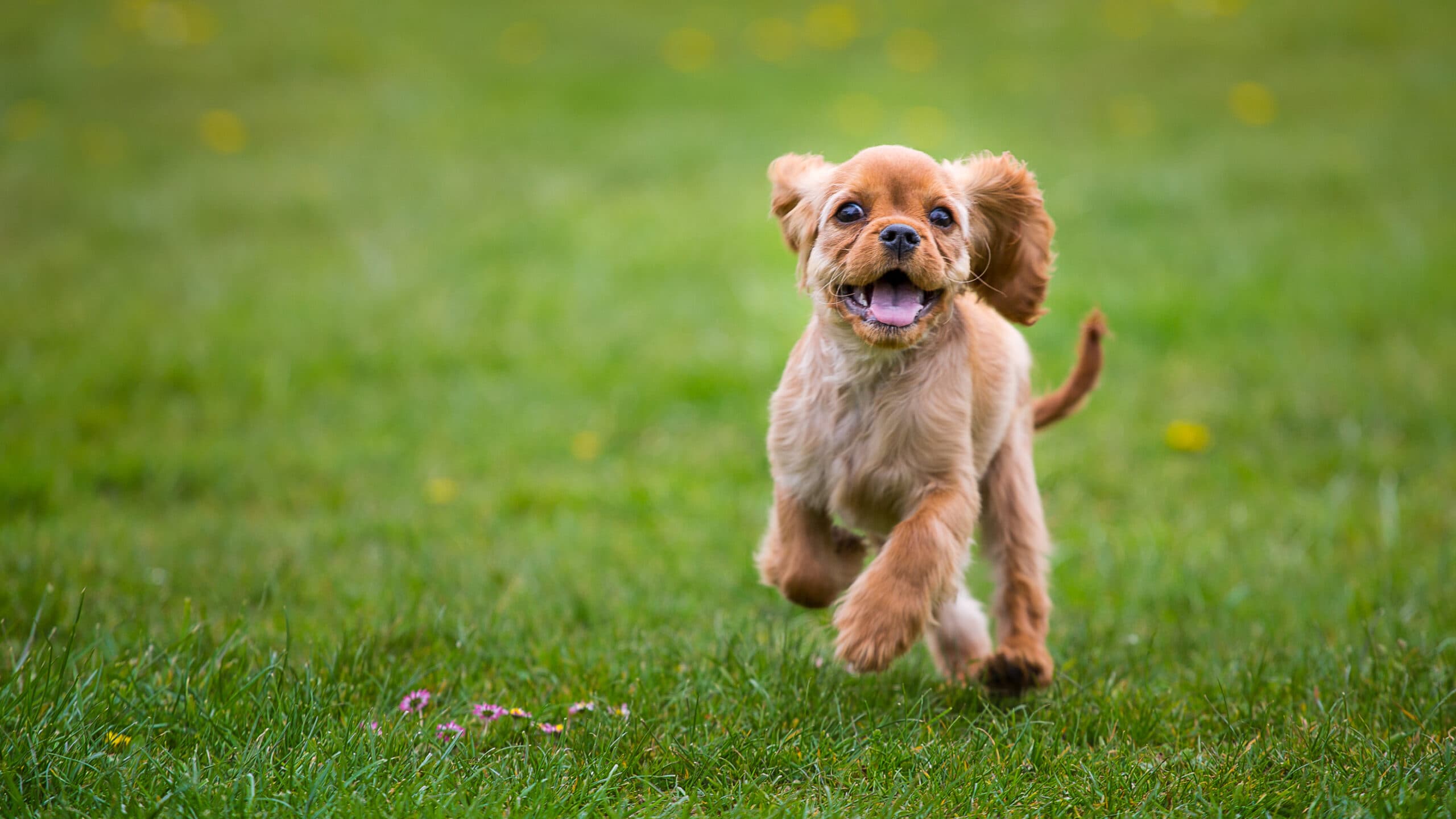 Pet-Friendly Features to Include in Your New Home
